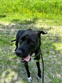 Prancer - Photo 4