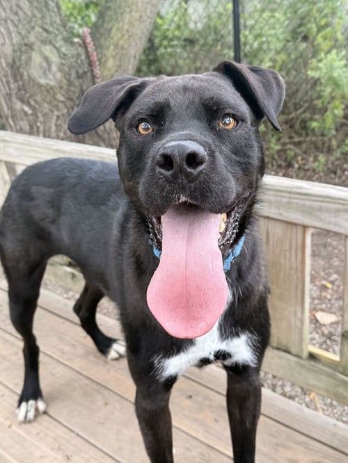 PRANCER - Unknown available for adoption