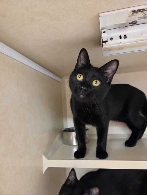 BLANCA  - AVAILABLE 11/1 - Domestic Short Hair available for adoption
