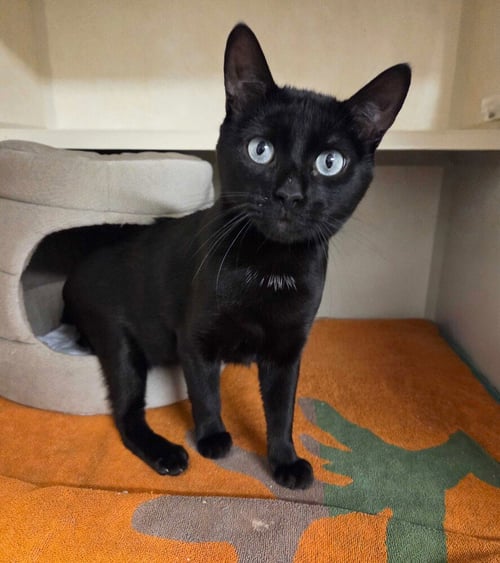BLINX - Domestic Short Hair available for adoption