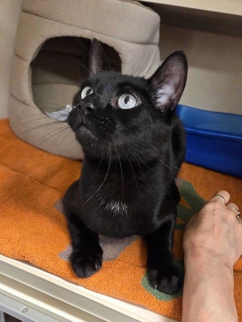 BLINX - Domestic Short Hair available for adoption