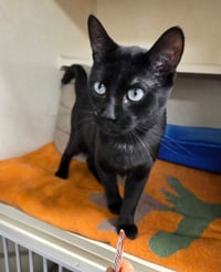 Blinx - Photo 3