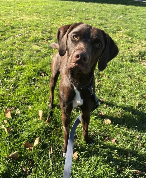 SEQUOIA AVAILABLE 10/22 - Labrador Retriever available for adoption