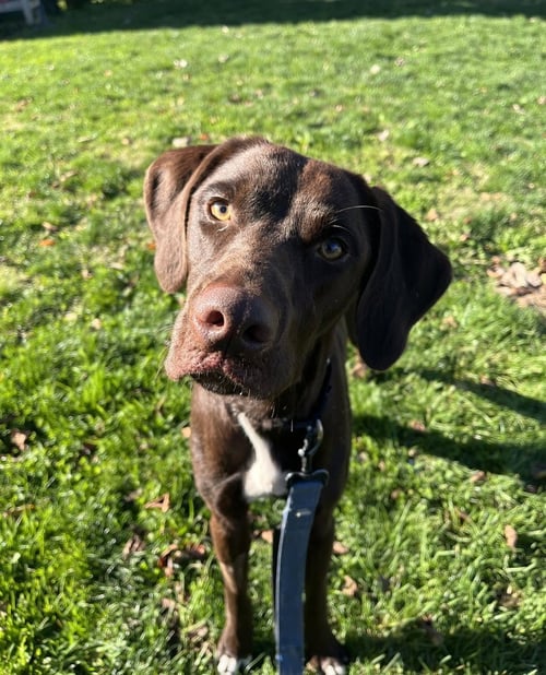 SEQUOIA AVAILABLE 10/22 - Labrador Retriever available for adoption