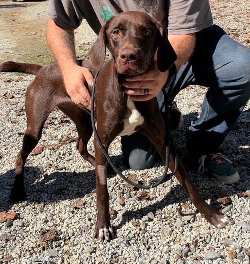 SEQUOIA AVAILABLE 10/22 - Labrador Retriever available for adoption
