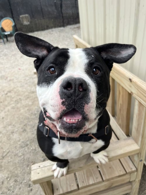 MR. FUFU - Unknown available for adoption