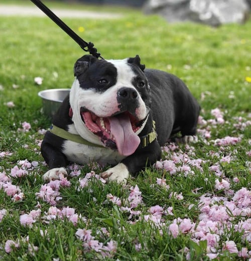 MR. FUFU - Unknown available for adoption
