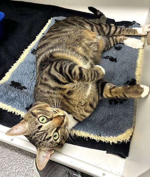 ANDY - Domestic Short Hair available for adoption