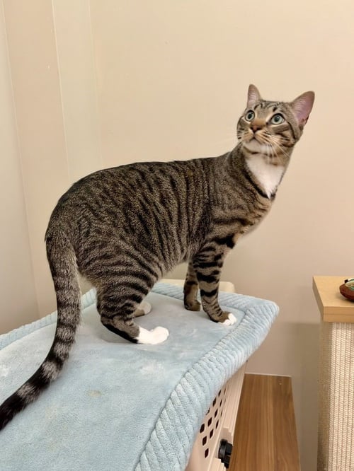 ANDY - Domestic Short Hair available for adoption