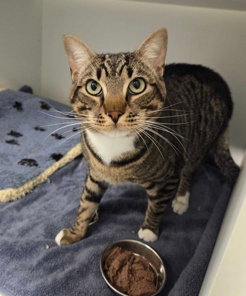 ANDY - Domestic Short Hair available for adoption