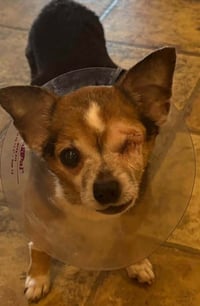 Frankie **Courtesy Post* - Photo 1