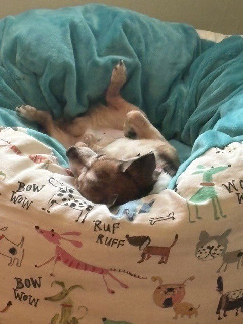 FRANKIE **COURTESY POST* - Chihuahua available for adoption