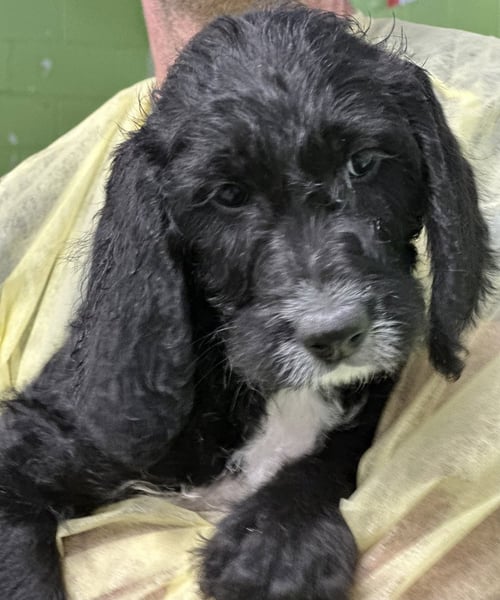 CORDELIA - Hound available for adoption