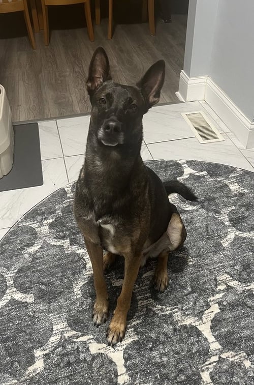JETT **COURTESY POST** - Belgian Shepherd Malinois available for adoption