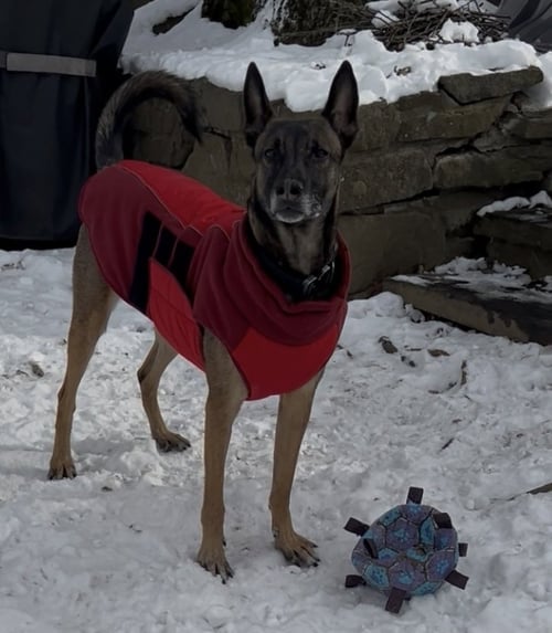 JETT **COURTESY POST** - Belgian Shepherd Malinois available for adoption