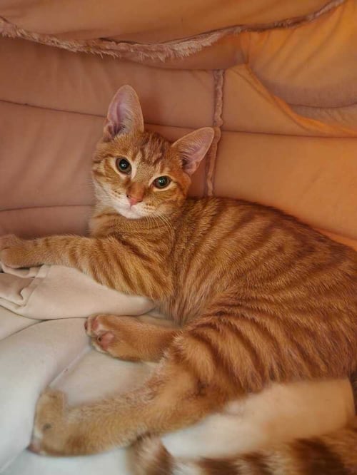 WAVEBREAK - Domestic Short Hair available for adoption