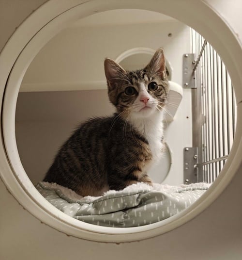 SPORTY SPICE - Domestic Short Hair available for adoption