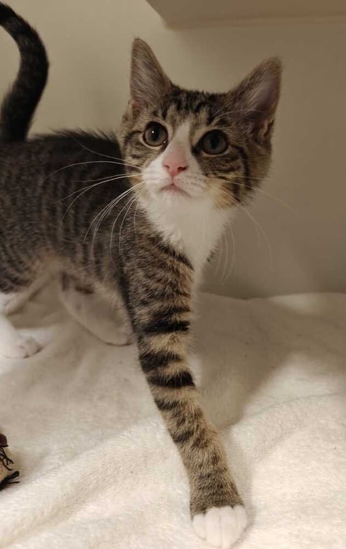 SPORTY SPICE - Domestic Short Hair available for adoption