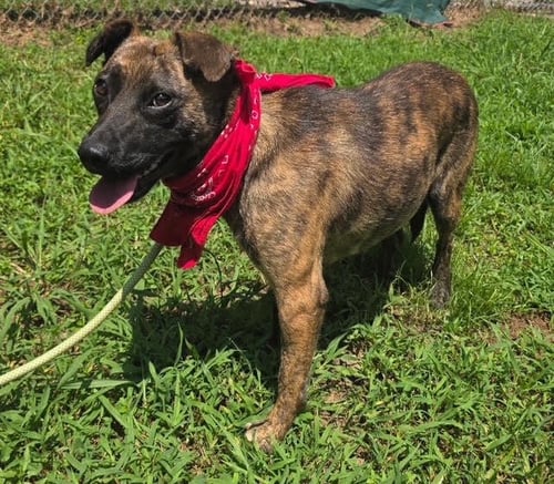 POPPY AVAILABLE 8/20 - Mountain Cur available for adoption