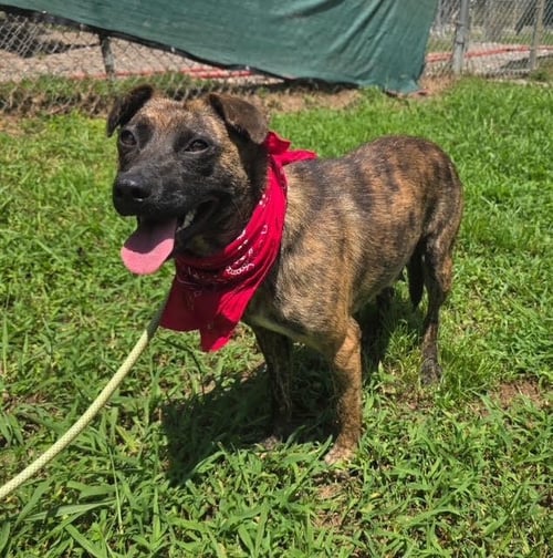 POPPY AVAILABLE 8/20 - Mountain Cur available for adoption