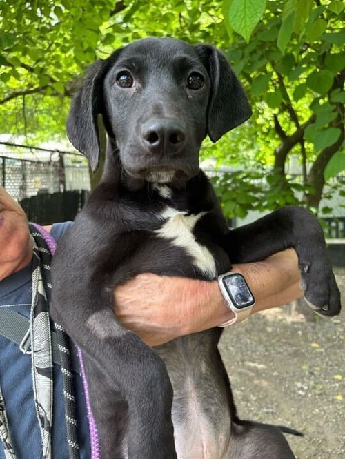 WREN - Unknown available for adoption