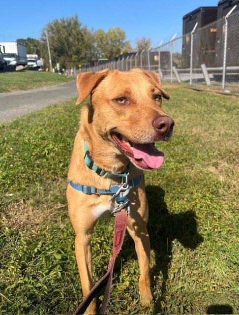 MANOLIN - Unknown available for adoption