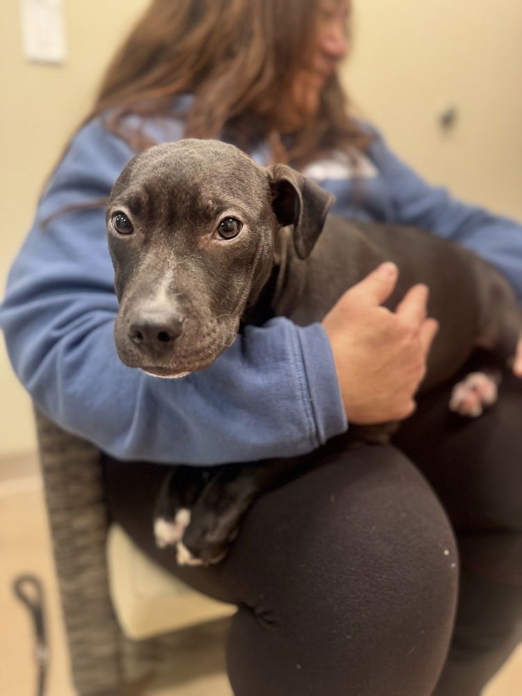 MATCHA - Terrier available for adoption