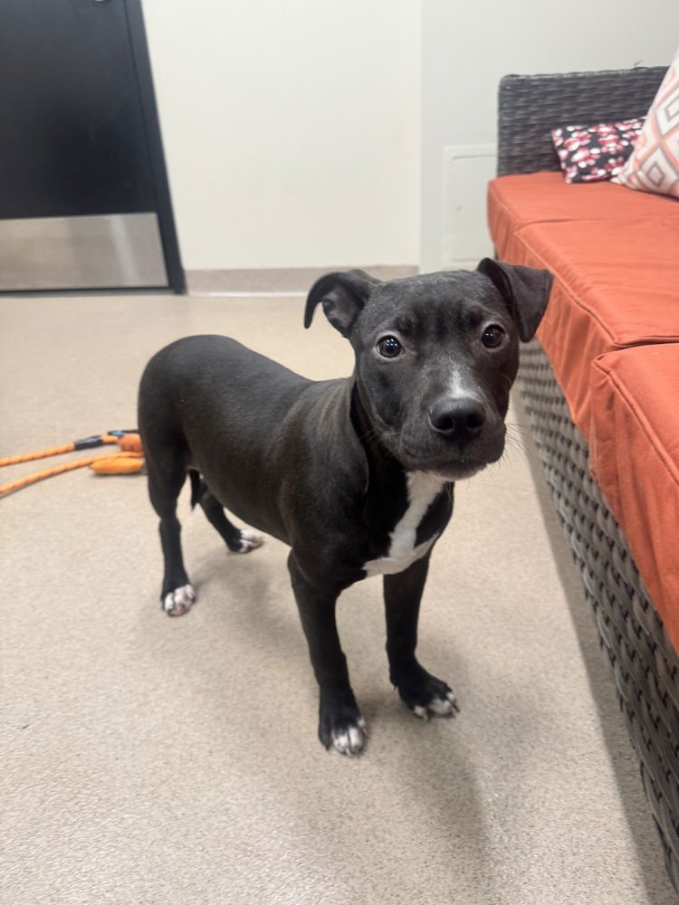 MATCHA - Terrier available for adoption