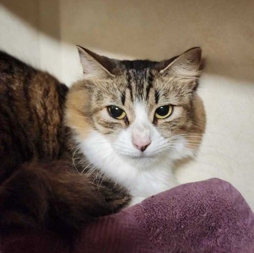 RUE - Domestic Short Hair available for adoption