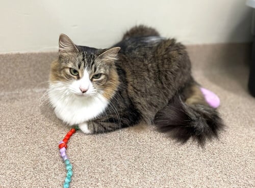RUE - Domestic Short Hair available for adoption