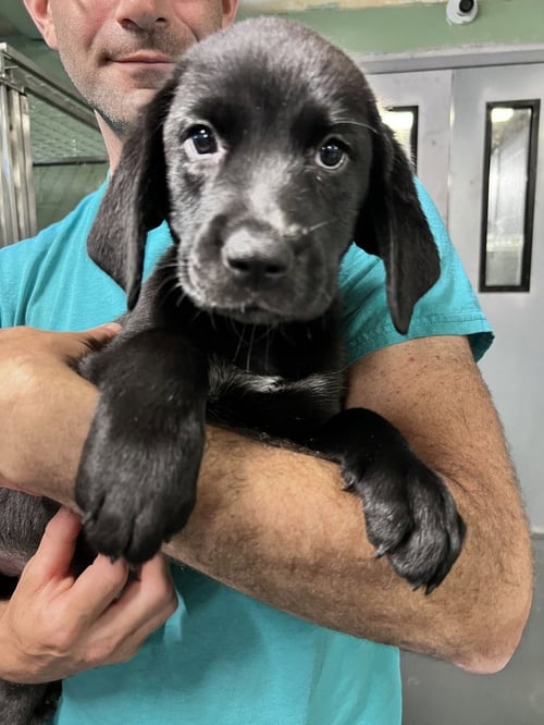 ASANA - Hound available for adoption
