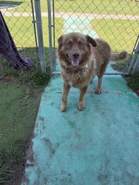 Bowie available 10/2 - Photo 1