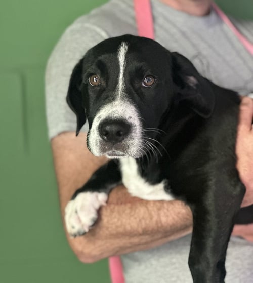 HAYRIDE AVAILABLE 10/24 - Labrador Retriever / Beagle available for adoption