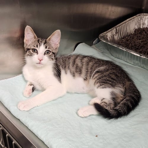 PATTY - Domestic Medium Hair available for adoption