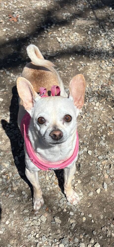 MOON BABY - Chihuahua available for adoption