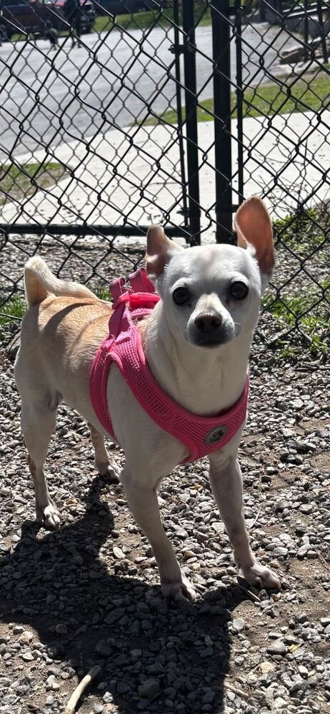 MOON BABY - Chihuahua available for adoption