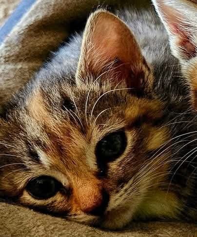 CAMI - NOT AT SHELTER (KENDRA) - Domestic Short Hair available for adoption