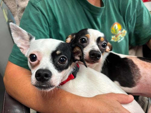 BANDIT: NOT AT SHELTER (KENDRA) - Chihuahua / Pomeranian available for adoption