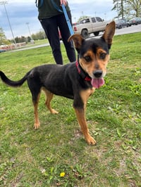 Gus - At shelter - Photo 1