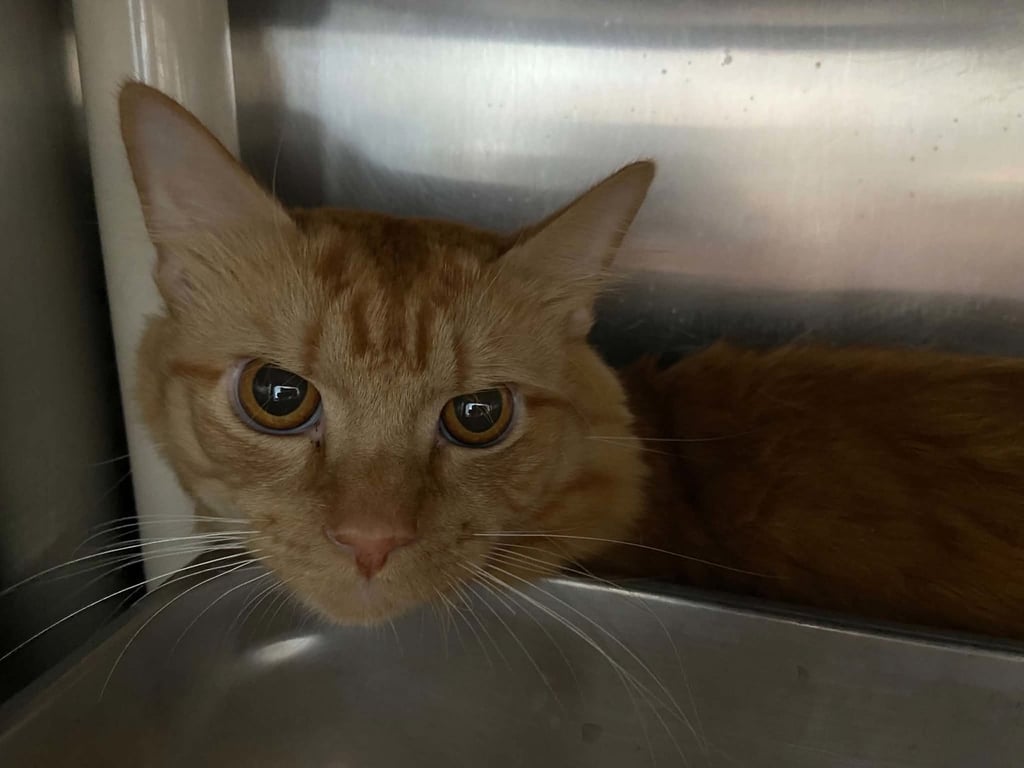 Tucker: Not At shelter (Wendy) Image