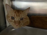 Tucker: Not At shelter (Wendy) - Photo 1