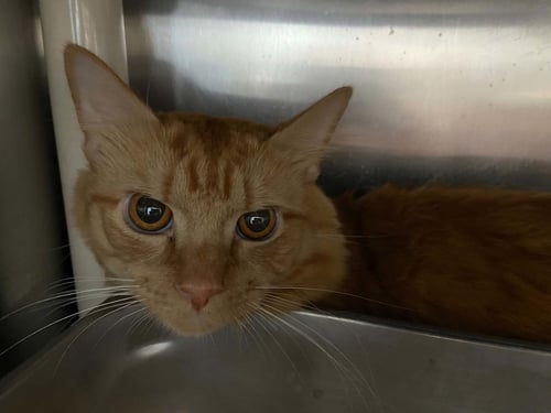TUCKER: NOT AT SHELTER (WENDY) - Domestic Short Hair available for adoption