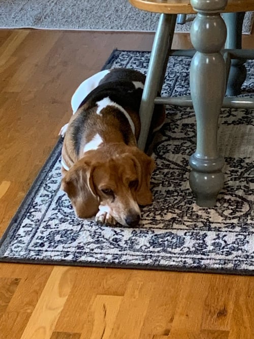 CASH: MY HOME TO YOURS (NOT AT THE SHELTER) - Beagle available for adoption