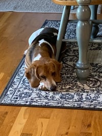 Cash: My Home to Yours (Not at the shelter) - Photo 2
