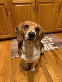 Cash: My Home to Yours (Not at the shelter) - Photo 1