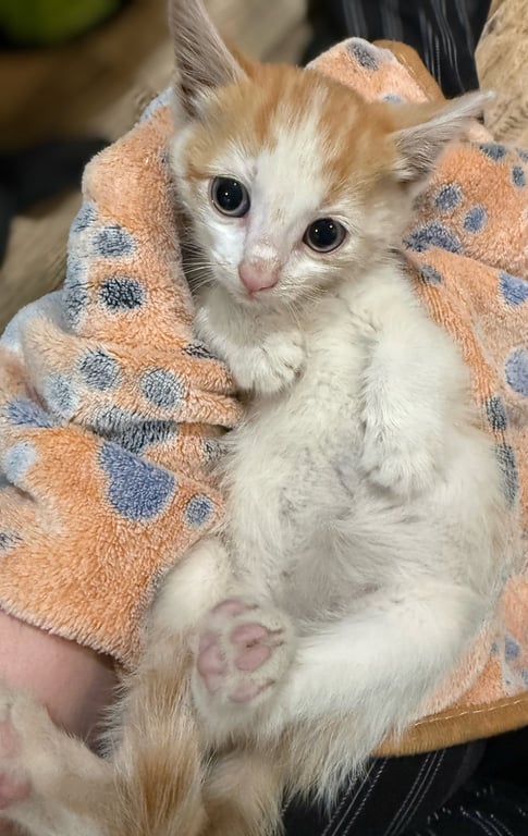 Ghost Pepper: Not at the shelter (Faith) Image