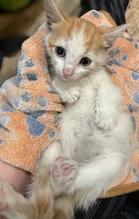 Ghost Pepper: Not at the shelter (Faith) - Photo 1