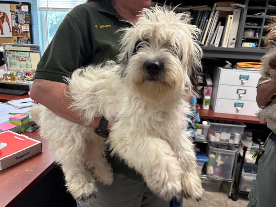 Gibbs: At shelter Image