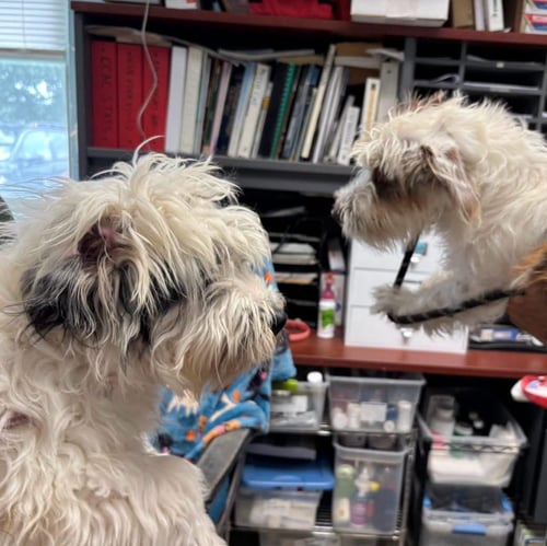 GIBBS: AT SHELTER - Shih Tzu / Poodle (Miniature) available for adoption