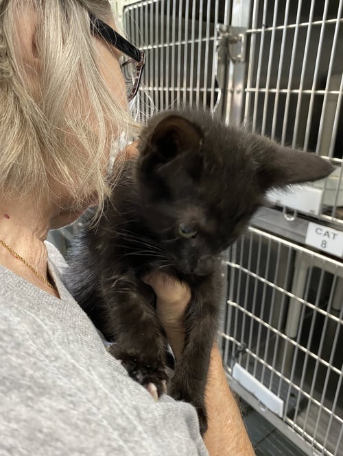 PERSEVERANCE- NOT AT THE SHELTER (SHANNON) - Domestic Short Hair available for adoption